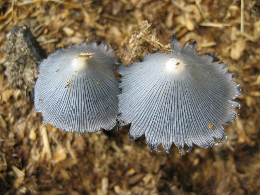 Coprinus cinereus?